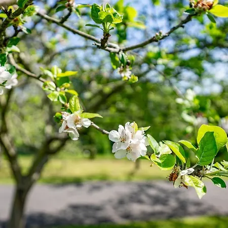 Figares, Casa Con Piscina Quintueles